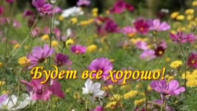 ПОЛЕВЫЕ ЦВЕТЫ. смотреть онлайн