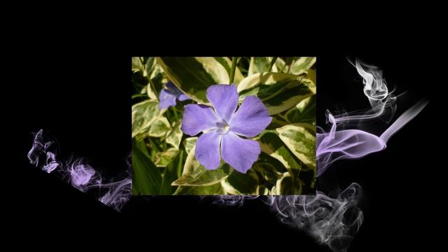 Tarkalevelű nagy télizöld meténg (Vinca major 'Variegata') - videó képekben смотреть онлайн