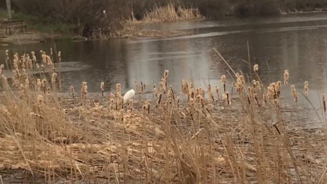 Белый цапель. смотреть онлайн