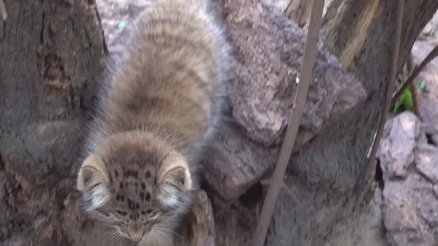 Котенок манула подошел позировать. 01.08.2022 смотреть онлайн