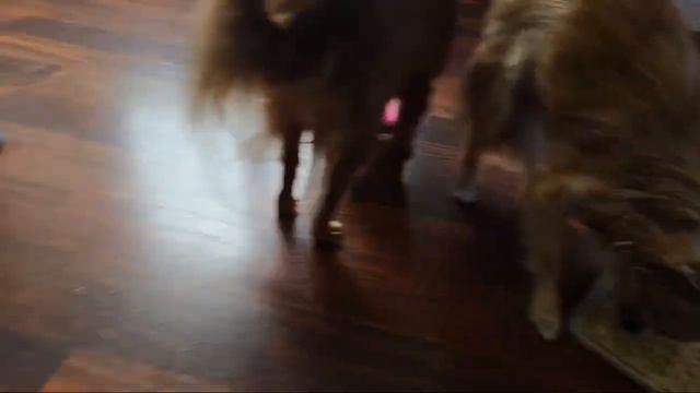 Chihuahua Dog Life is live! Puzzles and Tricks смотреть онлайн