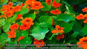 Когда сажать настурцию (выращивание из семян)