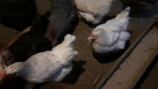 Куры не едят....