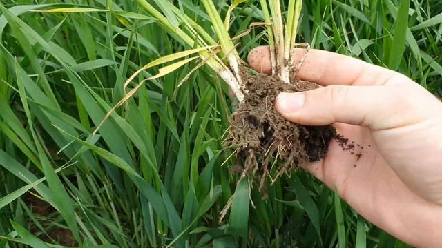 Канадская твёрдая пшеница Buford, элита смотреть онлайн