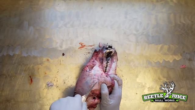 Best Way to Clean a Bear Skull | Demisted Beetle Cleaning смотреть онлайн