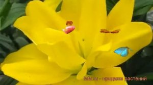 Лилия азиатская махровая (lilium asiatic hybrid yellow bellies) ? обзор: как сажать, луковицы лилии