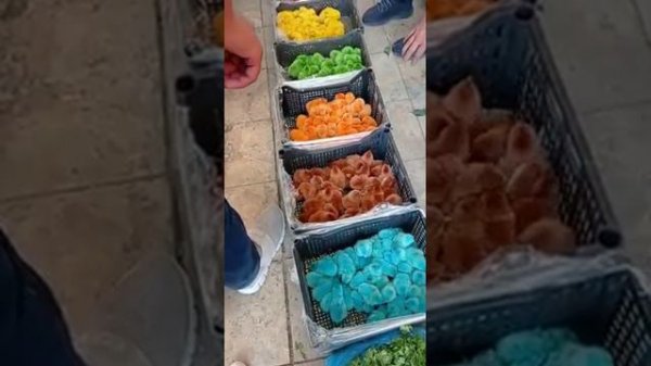 #цыплята разные цвета