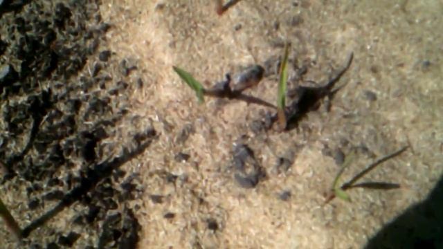 Как перезимовал китайский чеснок посаженый под зиму часть2 смотреть онлайн