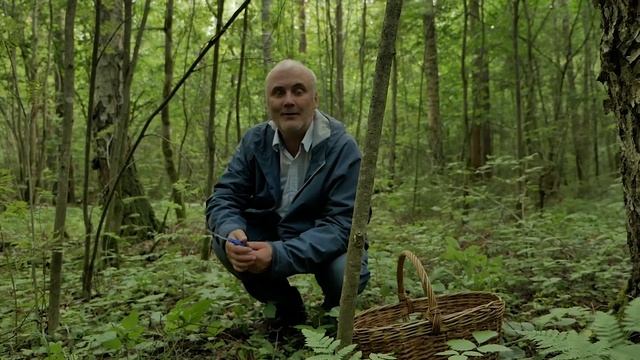 За грибами в понедельник после обеда.Маслята Владимирской области. смотреть онлайн