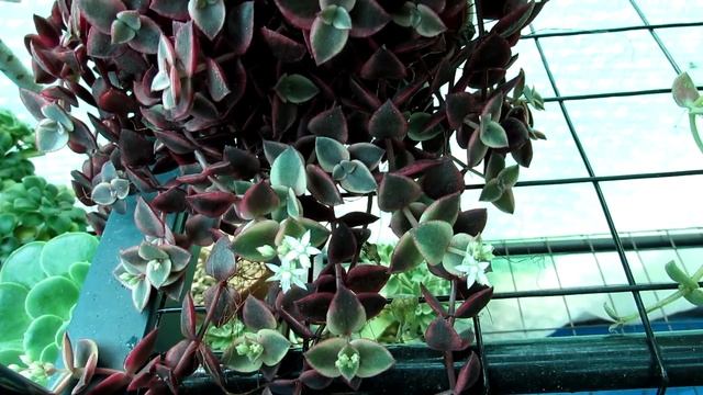 Crassula Marginalis Rubra 'Variegata' “Calico Kitten”  Succulent Plant In Flower