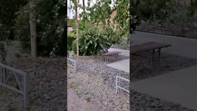 У нас в поселке растут пальмы. Яблоновский Адыгея смотреть онлайн