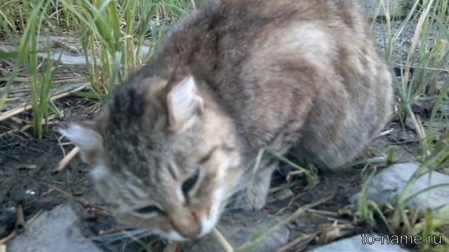 Кот ест рыбу с головы! смотреть онлайн