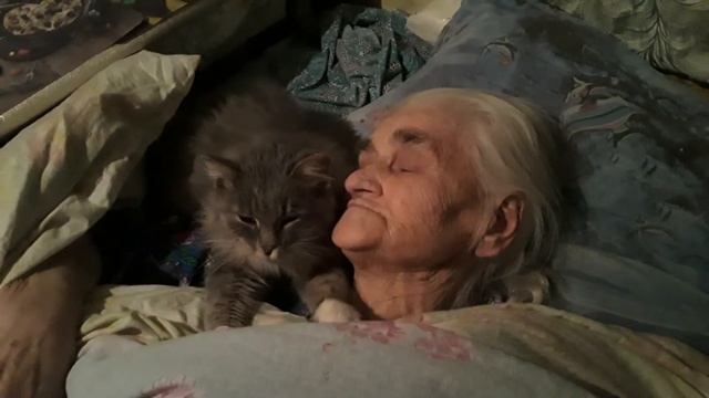 Кошаки и всё вокруг (серия первая) смотреть онлайн