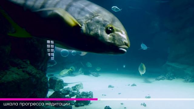 Прибывающая вода. 1 и 2 неделя. Медитация Джо Диспенза. Сила подсознания. #аюмедитэйшн смотреть онлайн