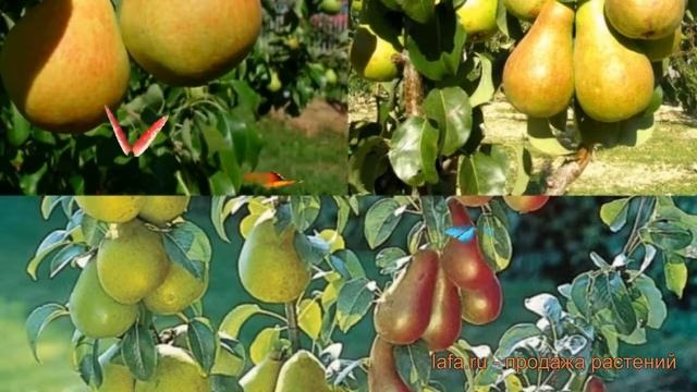 Груша обыкновенная Яковлевская - Чудесница ? обзор: как сажать, саженцы груши смотреть онлайн