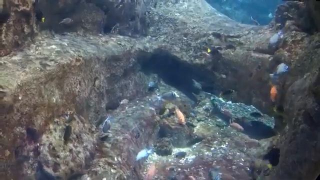 Аквариум в Стамбуле смотреть онлайн