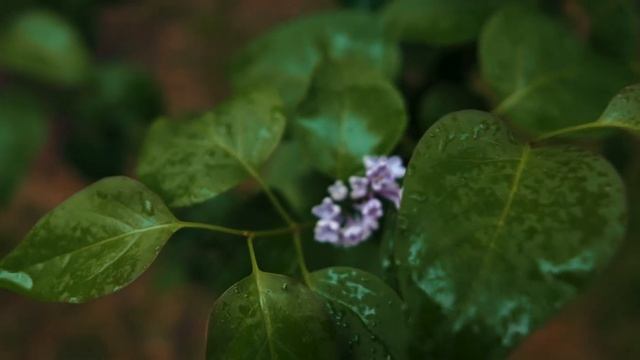 Cinematic Nikon Z50 + Viltrox 13mm F1.4 смотреть онлайн