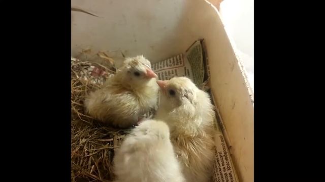 Поэтапная закладка яиц в инкубатор смотреть онлайн