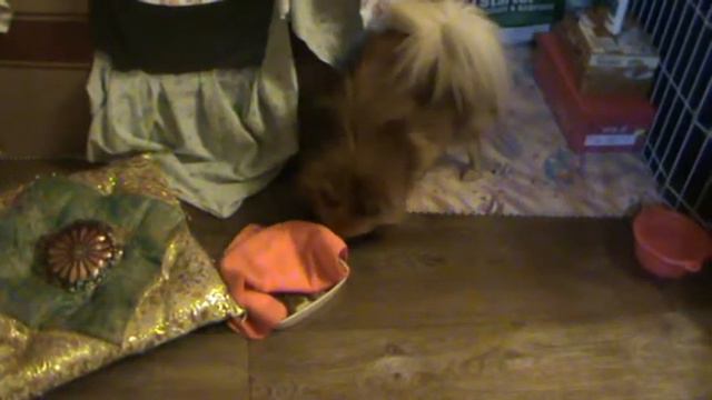 Мишелька прячет еду :) смотреть онлайн
