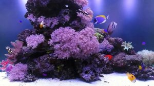 Аквариум. Тропические рыбки #1 - TV заставка