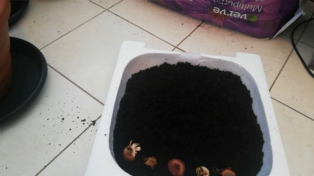 How to plant gladiolus bulbs Part 1 | pre sprouting gladiolus bulbs | Garden Ideas & DIY смотреть онлайн