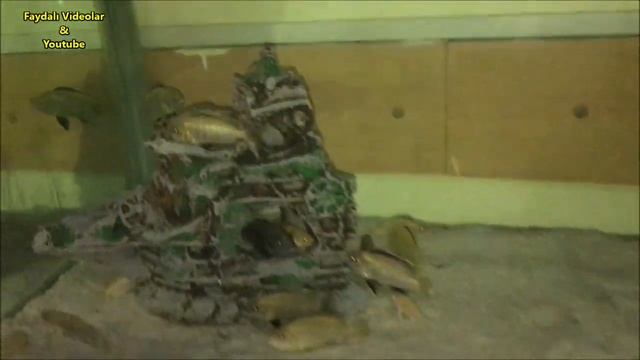 Do Fishes Sleep at Night смотреть онлайн