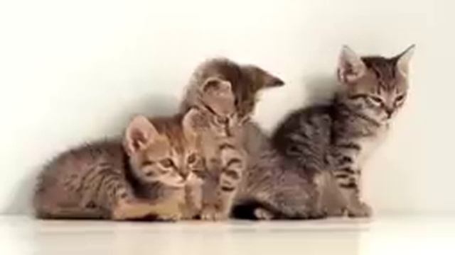Cute Cozy Kittens & Cats to Help Relax, Sleep, Study - Anxiety, Depression, Insomnia - 8+ Hours смотреть онлайн