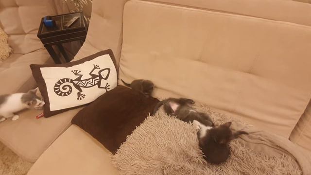 Ласковые, игривые котята ищут любящих хозяев.