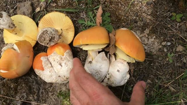 Amanita caesarea смотреть онлайн