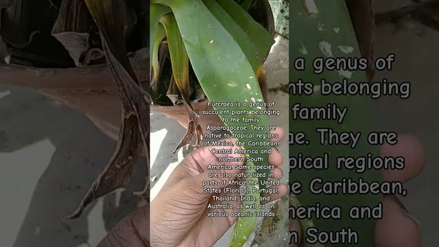 Furcraea is a genus of succulent plants belonging to the family Asparagaceae. ❤❤ смотреть онлайн