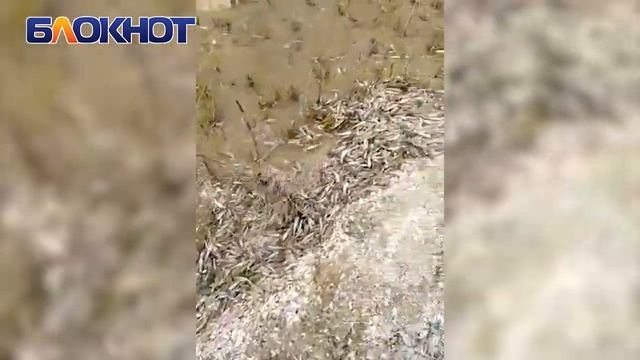 Массовая гибель рыбы произошла в районе третьей балки смотреть онлайн