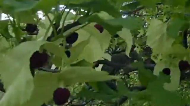 Канада . Ванкувер 2012- родендроны смотреть онлайн