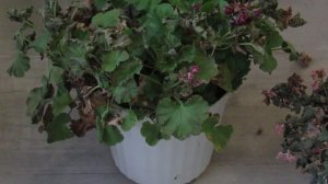 ГЕРАНЬ ЗАМЕРЗЛА .  ЧТО ДЕЛАТЬ ?