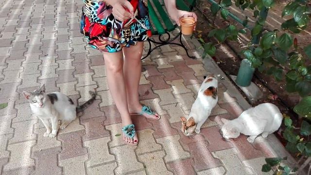 Голодные кошки Туниса 2