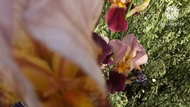 Марина Иванова.Был ли на самом деле визитСони иДжорджа?Шоколадшоколад почему затихла на канале уАРТ