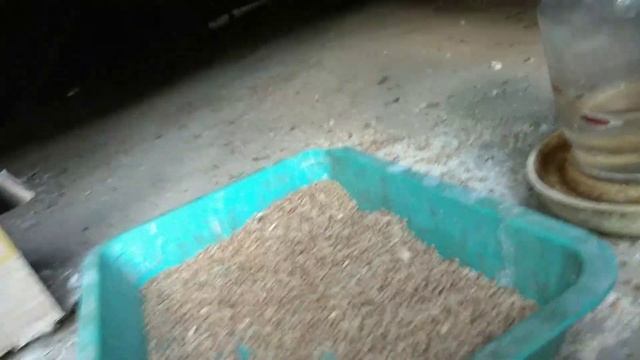 Городские новости//умер маленький голубь смотреть онлайн