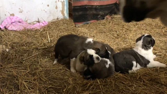 Щенки Кавказского Волкодава смотреть онлайн