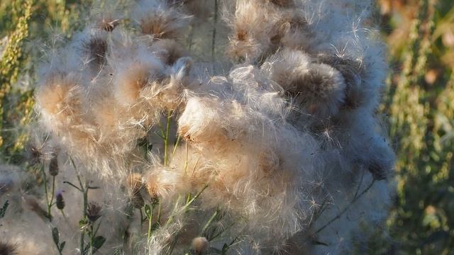 Танец пушинок, Муром, Карачарово, побережье Оки, Dance of fluffs, Murom, Karacharovo, Oka coast смотреть онлайн