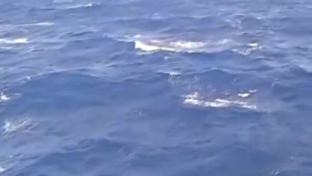 Open Caribbean Sea. Акватория Карибского моря (145sp) смотреть онлайн