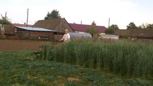 косилка Целина в деле 28.05.2016