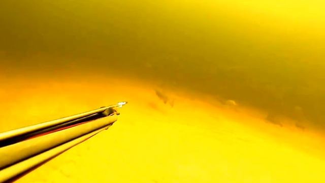 Стая, не догнать! смотреть онлайн