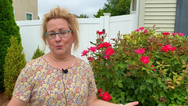 Black Spot on Knockout Roses: How to Treat Black Spot in 3 Steps смотреть онлайн