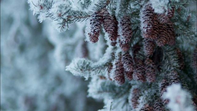 ЗИМНЯЯ ПРИРОДА