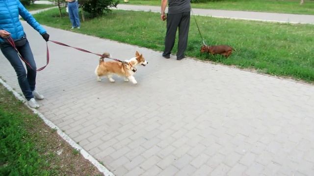 Как убрать бурную реакцию на собак? Навык переключение внимания смотреть онлайн