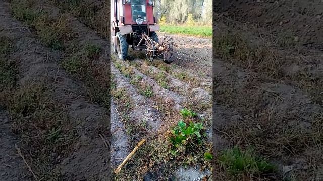 КОПКА КАРТОФЕЛЯ ПОЛЬСКОЙ КОННОЙ КОПАЛКОЙ смотреть онлайн