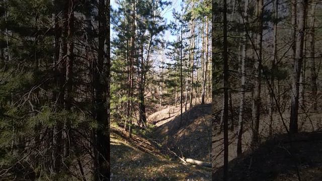 Первоцветы в лесу🌱🌲 смотреть онлайн