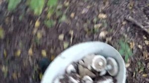 НАСОБИРАЛИ БЕЛЫХ ГРУЗДЕЙ.  ТИХАЯ ОХОТА. Грибалка