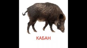 Карточки Домана для детей Животные  смотреть онлайн