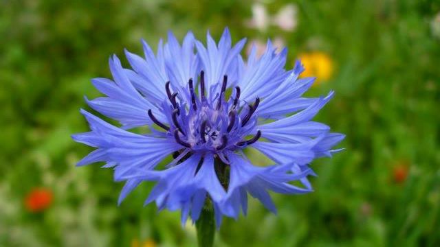 Вся дрожа от лютого мороза смотреть онлайн