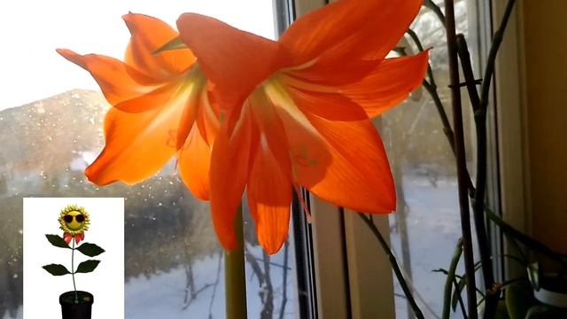 Вот ты какой цветочек аленький! смотреть онлайн